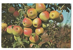 STARKSPUR Golden Delicious APPLES on Tree  WASHINGTON Postcard WA KOPPEL - Picture 1 of 2