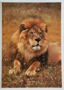 Postkarte - Männlicher Löwe (große Karte) - Bild 1 von 2