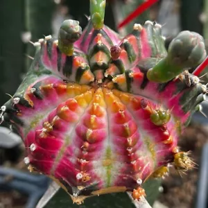 Thai variegated Gymnocalycium 'NextGen' 100 seeds RARE CACTUS not Astrophytum - Picture 1 of 2