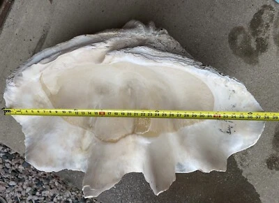 Giant Clam Shell From Pacific Ocean - Image 1 of 4