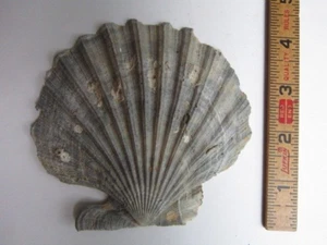 Fossilized Scallop 4" Chesapecten nefrens, Scientists Calvert Cliffs Maryland - Picture 1 of 6