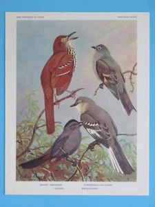 Original 1960 Estampado de Pájaro Marrón Thrasher, Ruiseñor, Catbird 6-1/2"x8-1/2" - Imagen 1 de 2