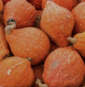 20+Golden Hubbard Winter Squash Seeds~Non GMO-Open Pollinated - Picture 1 of 3