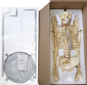 menschliches Skelett Modell 168cm - anatomisches Lehrmodell nummerierte Knochen