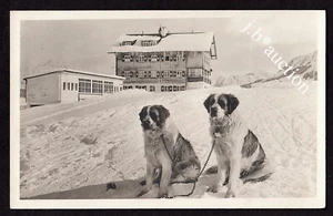 Vorarlberg HIRSCHEGG Waldemar-Petersen-Haus / Bernhardiner * Foto-AK um 1930 - Picture 1 of 2