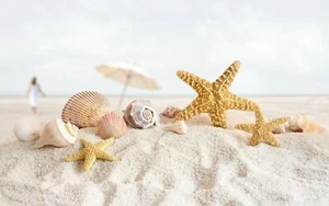 unique art poster photogragh art poster Seashell starsfish - Picture 1 of 1