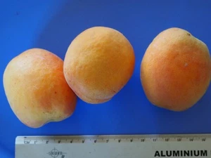 Apricot, 1 X Wenatchee, Scion cutting, Cuttings for grafting, 17cm - Picture 1 of 2