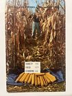 Dekalb Seed corn Postcard farm advertising, Curteichcolor, 633