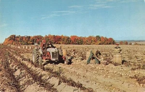 Postcard Tractor Farm Potato Harvest - Picture 1 of 2
