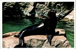 Der Seelöwe, eines der vielen Tiere im Washingtoner Zoo Postkarte um 1982 - Bild 1 von 2