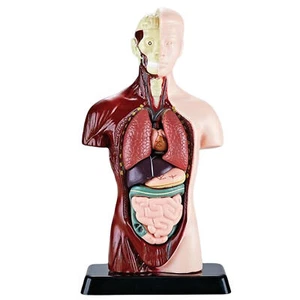 Medicals Torso-Modell des menschlichen Körpers, 6-teilig, Anatomiepuppe, PVC-Bi - Bild 1 von 12
