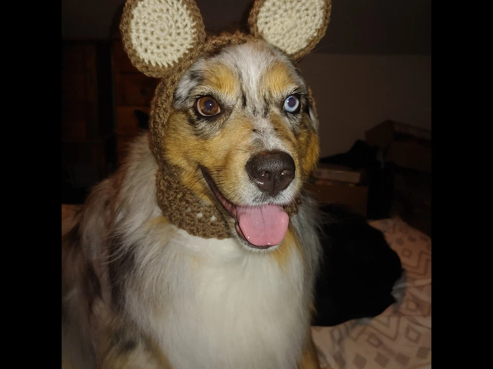 handmade dog halloween hat (bear) - Image 1 of 1