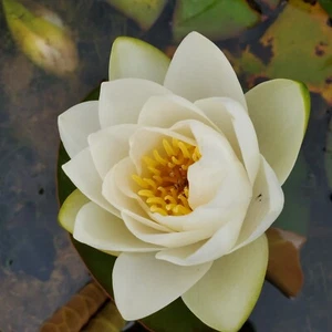 Hermine Dwarf water lily - pond plants water lilies aquatic plants water lilys - Picture 1 of 4