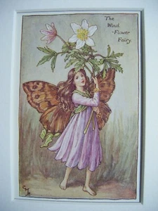 Vintage Flower Fairies Print & Mount Windflower Fairy Cicely Mary Barker c1930s - Picture 1 of 3