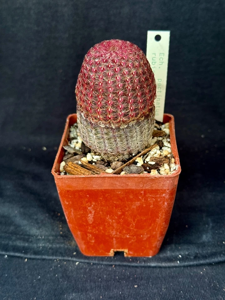 Echinocereus pectinous v. rubrispinus, cactus plant - Image 1 of 4