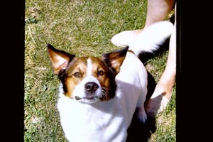 Lot of 34 Vintage Slides from the 70's Dogs Waterfowl Squirrels Birds - Picture 1 of 5