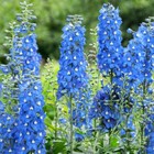 Delphinium Flowering Garden Plants 'Summer Skies' 1 or 2 x 1 Litre Pots T&M