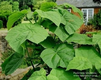 Paulownia Tomentosa Foxglove Princess Tree Young Plant in 9cm pot Outdoor Grown - Image 1 of 3
