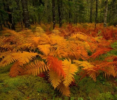 20 rizomas/raízes de samambaia canela - Plantas de ervas perenes - Osmunda cinnamomea - Imagem 1 de 4