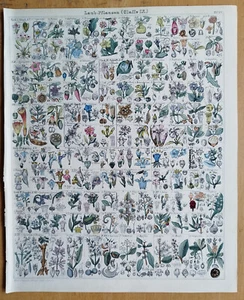 Large Original Botanical Print Oken Folio  (H) - 1843 - Picture 1 of 1