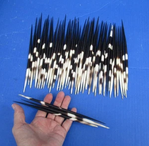 50 piece lot Fat South African Porcupine Quills 8-9 inches #50515 - Picture 1 of 1
