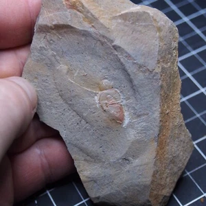 Trilobite Cyclopyge sibilla Ordovician Trilobiten Arthropods 72 - Picture 1 of 15