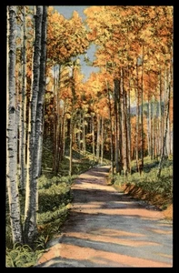 Postcard Road Through Aspens, Rocky Mts. - Picture 1 of 2