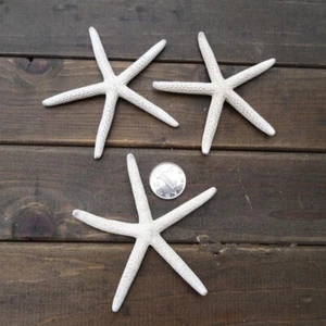 12Pcs 5-10CM Sea Star Natural White Starfish Finger Great Wedding Decoration - Picture 1 of 5
