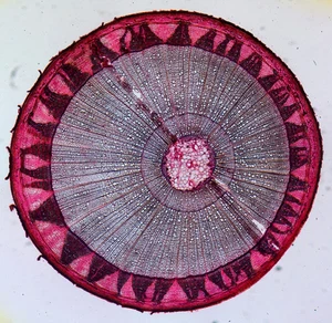 Antique microscope slide by W.White.  "Section of Lime Tree. Tilia europaea". - Picture 1 of 5