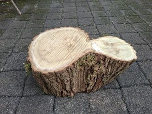 DEKO Baumstamm Holz Klotz AKAZIE Natur Durchmesser 50 cm Höhe 22 cm Baumscheibe - Bild 1 von 5