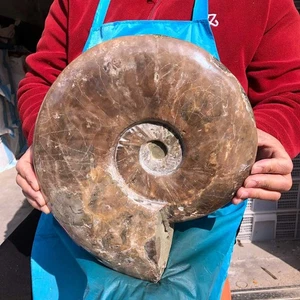 11.13LB Natural rare beautiful ammonite fossil conch specimen healing - Picture 1 of 13