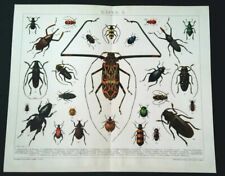 Coccinelle Coleoptera Totenkäfer Bienenkäfer Lithographie De 1898 Feuerkäfer