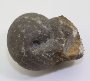 Ammonit, Proarcestes ombonii, Trias, Ladin, Kärnten, Österreich -m283 - Picture 1 of 9