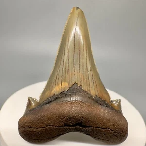 Colorful Sharply Serrated 2.13" Fossil AURICULATUS Shark Tooth - NC - Photo 1 sur 6