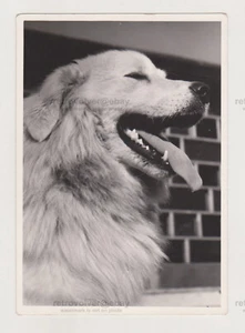 Majestätischer Hund ein schöner Hund steht stolz mit offenem Geist Schnappschuss altes Foto - Bild 1 von 7