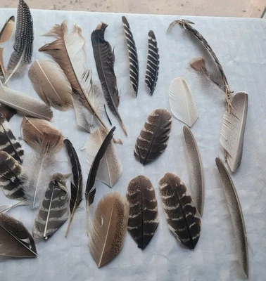 Lote Mixto Plumas Artesanales Varios Pavo Búho Guinea Ave 25 Plumas Foto 1 de 4
