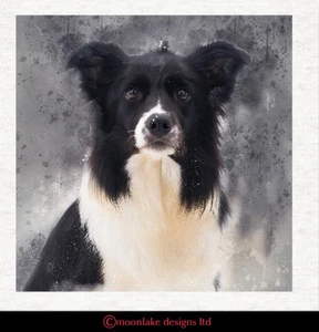 Hund - Border Collie Aquarell Stoff Basteln Paneele in 100% Baumwolle oder Polyester - Bild 1 von 3
