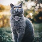  2 Pcs Blumen-Katzenhalsband Requisite Für Katzenfotos Haustier