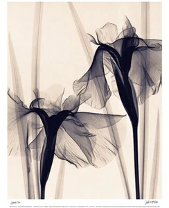 Japanische Iris von Judith McMillan fantastischer Röntgenblumen-Kunstdruck 11 x 14 Zoll - Bild 1 von 1