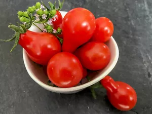 Beste Cocktail rot: SIBIRISCHES BIRNCHEN süß, lecker! 15 Samen - Bild 1 von 4
