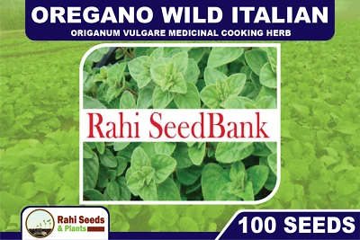 Oregano Wild Italian 100 Seeds Origanum Vulgare Medicinal Cooking Herb - Image 1 of 4