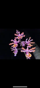 Schomburgkia Grandiflora - Picture 1 of 1