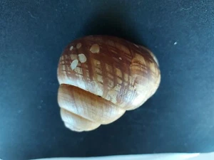 #B16 Cochlostyla Turgens, Panay Isl. Philippines, 67.2mm land snail shell - Picture 1 of 3