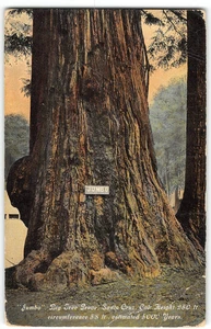 Postal de colección "JUMBO" Big Tree Grove, Santa Cruz, CA 1910 - Imagen 1 de 2
