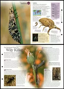 Antlion #24 Invertebrates - Discovering Wildlife Fact File Fold-Out Card - Picture 1 of 1