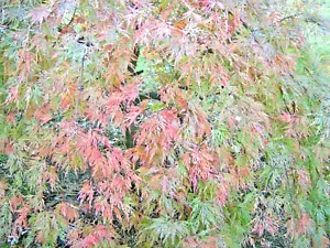 20 JAPANISCHES PENDEL ZWERGAHORNSAMEN - Acer palmatum var dissectum pendula nana - Bild 1 von 6