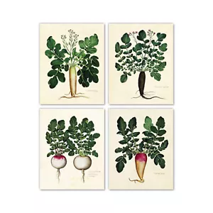 Stampe artistiche da parete ortaggi radice giardino italiano, set 4 pastinaca ravanello rapa - Foto 1 di 9