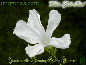 White Split Petal Ipomoea Purpurea Morning Glory 10 Qty - Picture 1 of 6