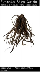 Asparagus - Mary Washington (Asparagus officinalis) Fruit Tree Plant - Picture 1 of 3