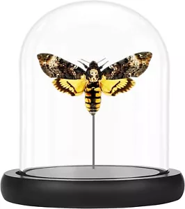 Deaths Head Hawk Moth, Silence Of The Lambs , bell jar, - Picture 1 of 1